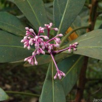Ardisia rothii A.DC.